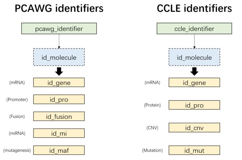 PCAWG/CCLE molecular identifiers