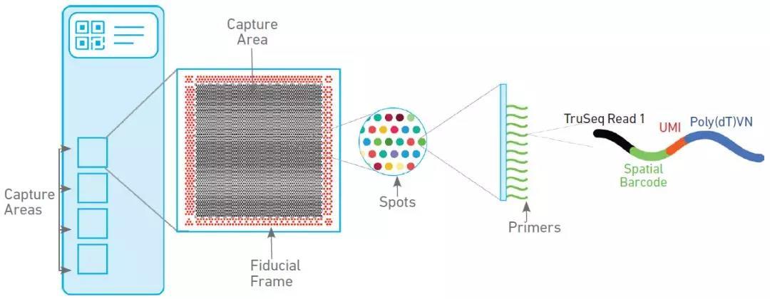 探索基因表达的空间信息—— 空间转录组学（Spatial Transcriptomics） - 知乎